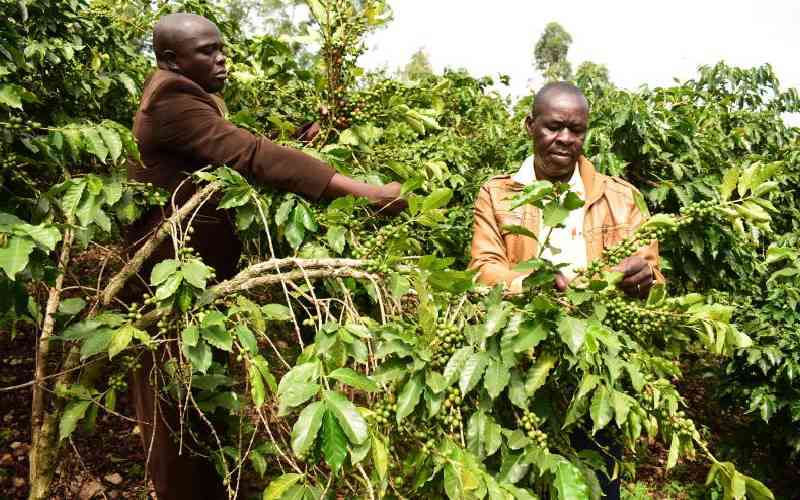 Bungoma farmers smell the golden coffee after years of crop neglect