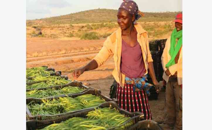 Strict EU protocols cut Kenya's fresh vegetables exports by half