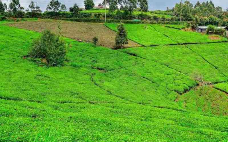 99,000 metric tonnes of fertiliser for smallholder tea farmers arrive in Mombasa