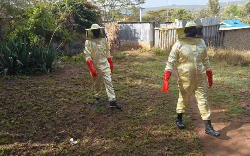 Samburu elephant, bee attack leaves three dead and several injured