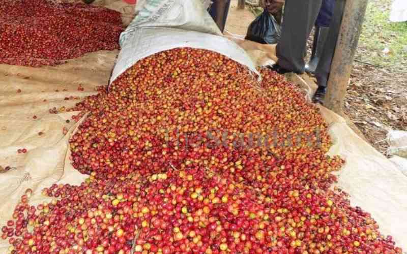 Farmers rake in Sh24.8b from coffee sales at Nairobi auction