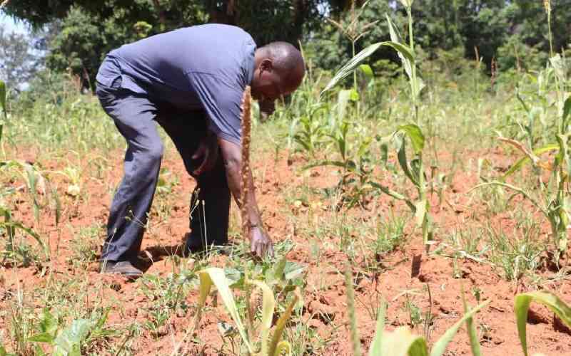 How poor rains, high inputs may scuttle Ruto food security plan