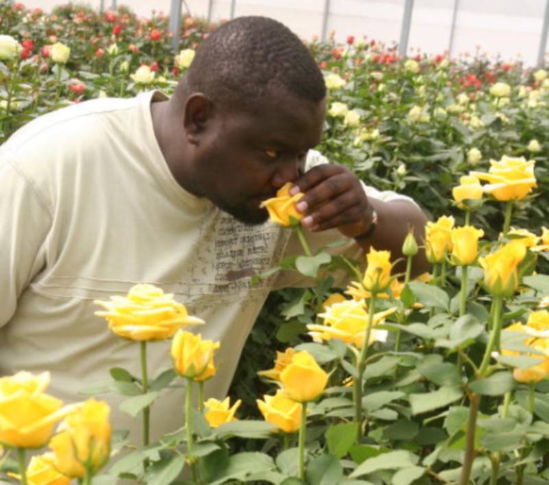 Unions seek review of flower workers' terms