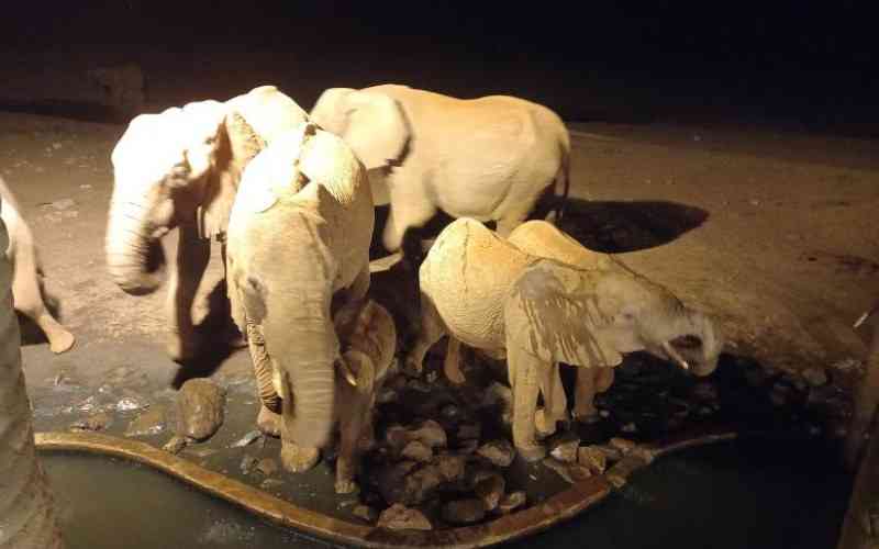 Tsavo elephants still rule despite drought