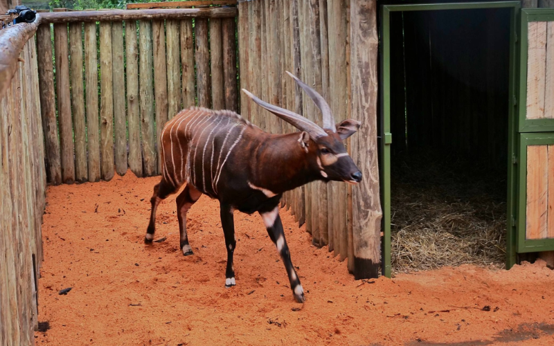 Mountain bongos repatriated from Czech Republic to boost Kenya breeding programme