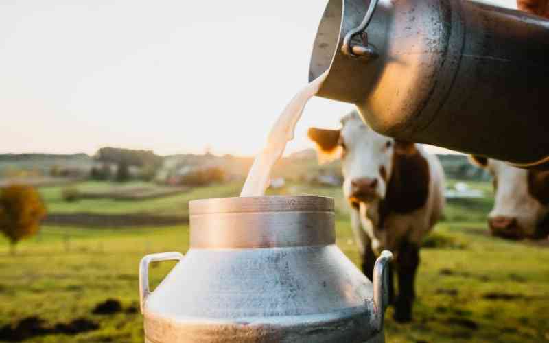 Milk fever signs and treatment, a threat to dairy business