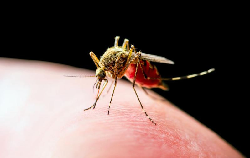 Deadly shortcut: Fake yellow fever cards pose threat to public health