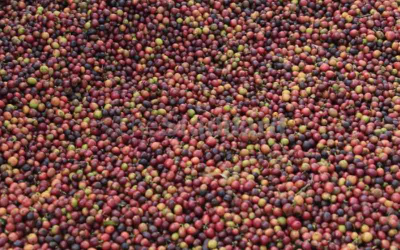 Coffee farmers earn Sh653 million at Nairobi auction