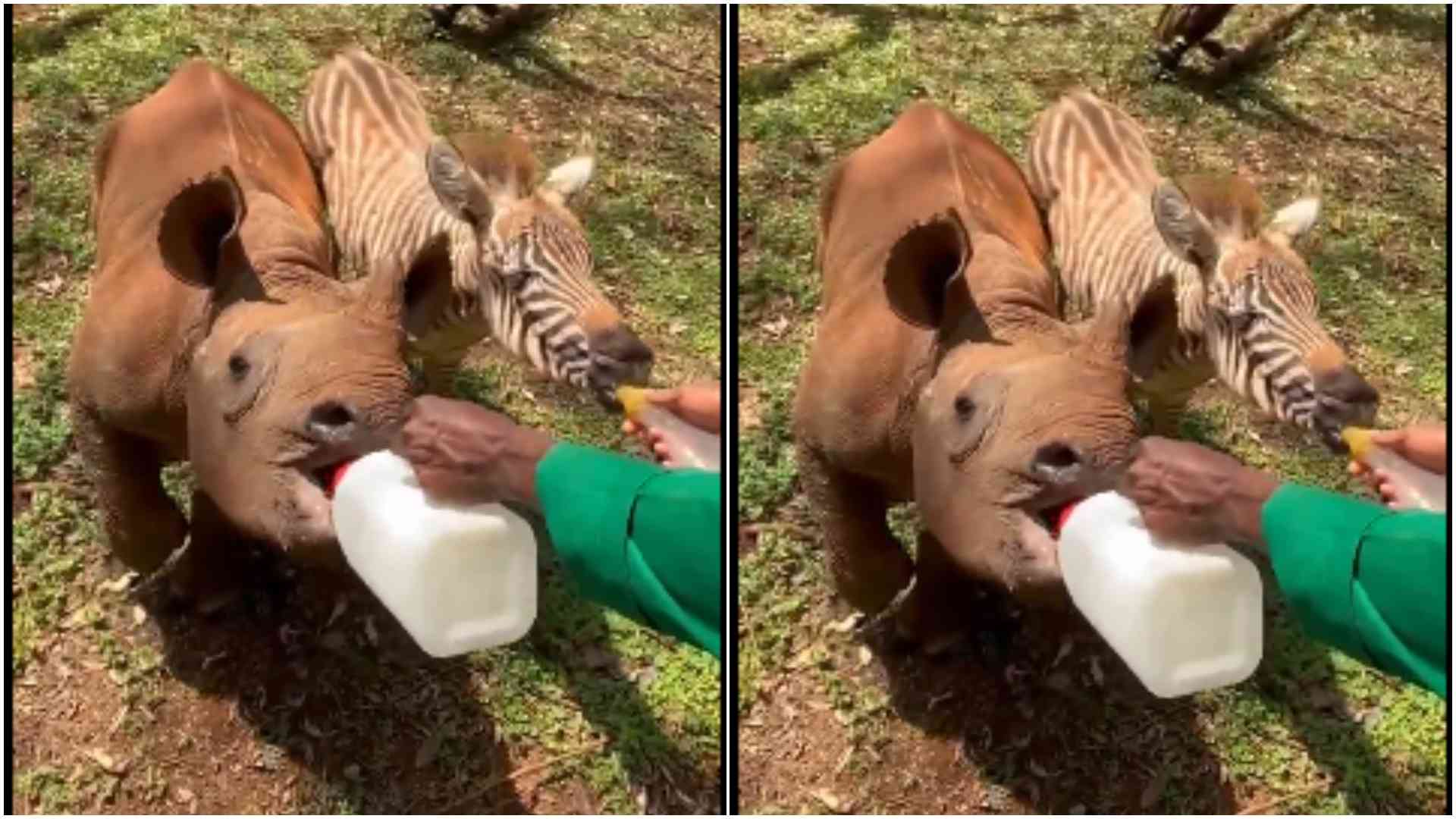 Unlikely friendship between rhino, zebra captures hearts at Nairobi Nursery