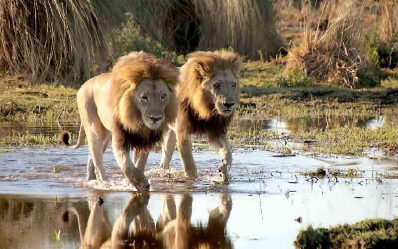 Last remaining lions in Africa face threat of extinction