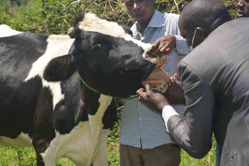 Rethinking Veterinary Extension in Kenya