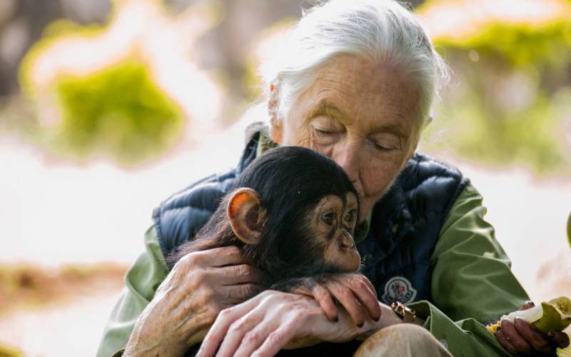 'Conservation giant': World reacts to Jane Goodall's death