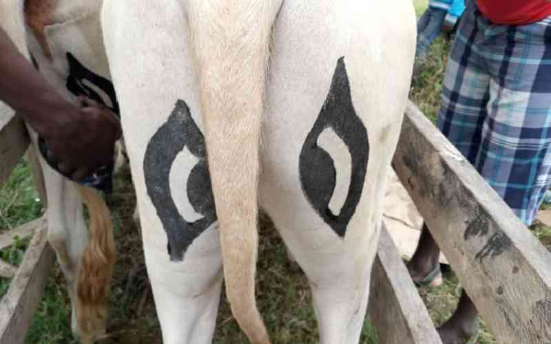 Study entailing painting eyes on cows' backsides rolled out in the Mara