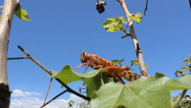 Alarm as new wave of locusts invade Turkana South