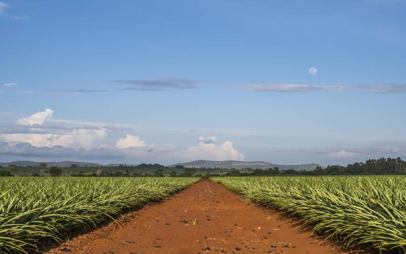 Agricultural investors as catalysts of rapid economic recovery