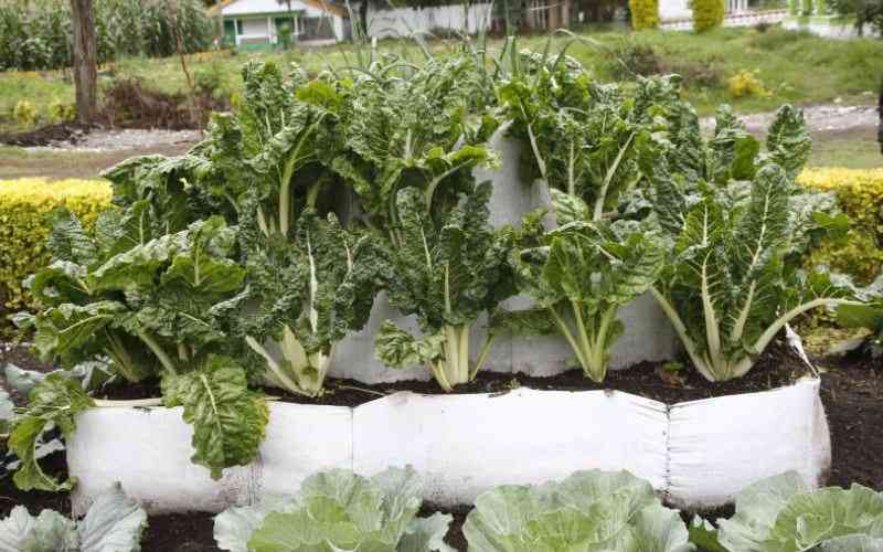 Vegetable farming: no need for pesticides