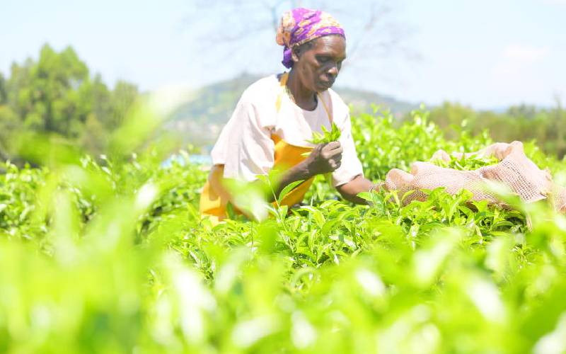 Study: Tea farmers face climate change threat to their farms, incomes