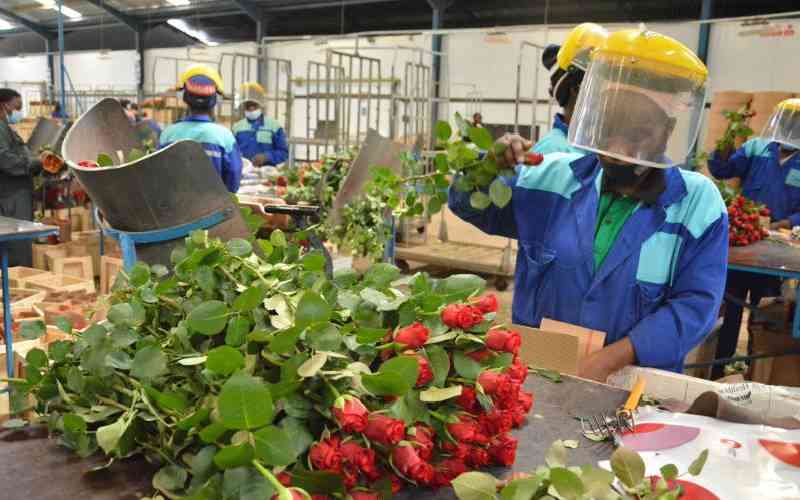 Flower farms put workers on contracts