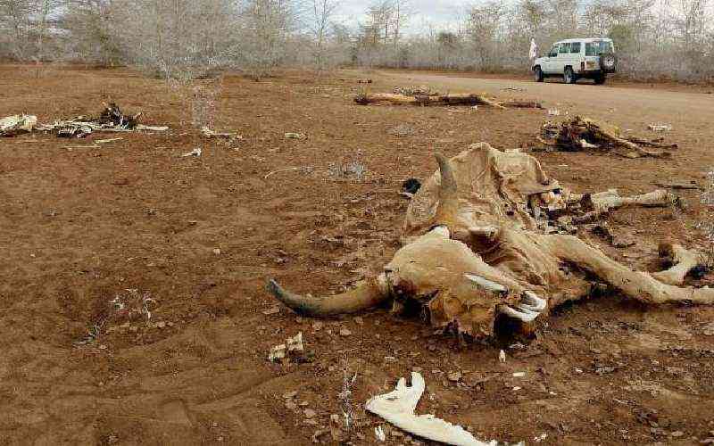 ASAL farmers face massive losses as drought deepens, KEFFA pushes for special livestock fund
