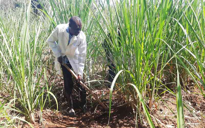 Cane farmers with mature cane in limbo following the suspension of cane production