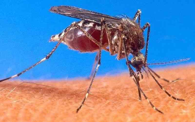 New species of mosquito discovered in Kenya, risks more infections and deaths
