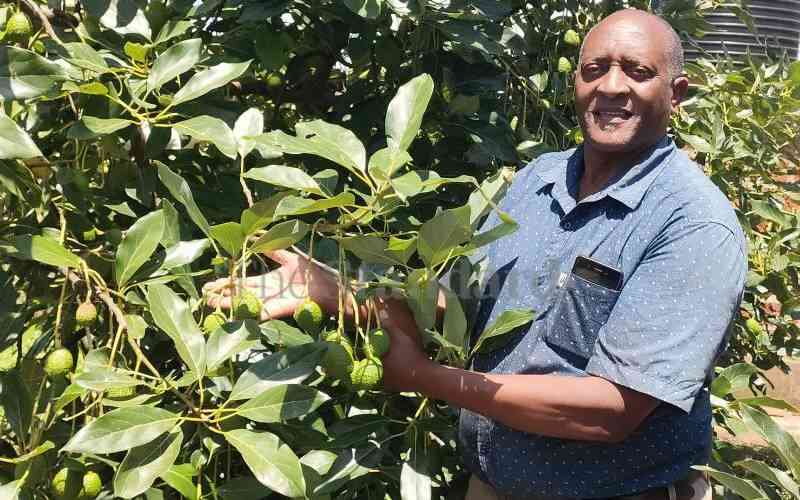 Farmers count losses as criminals raid farms, steal avocado