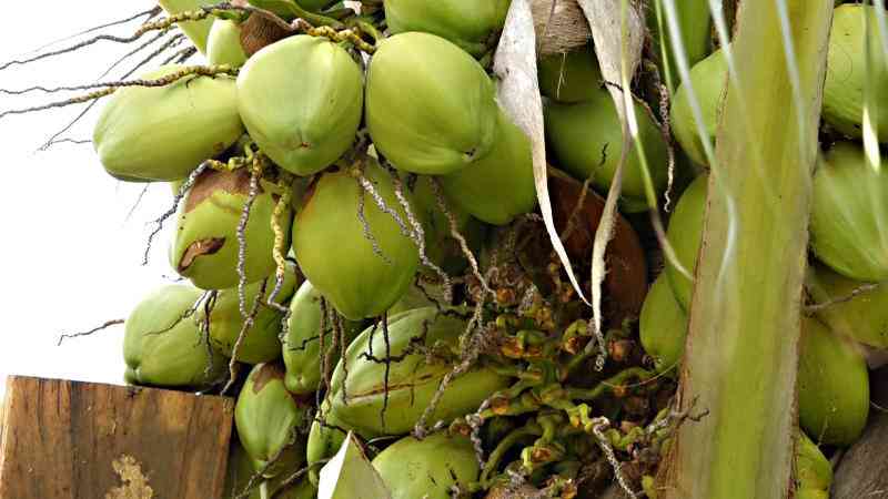 Going nuts: How Kilifi coconut farmers are cracking poverty's shell for wealth