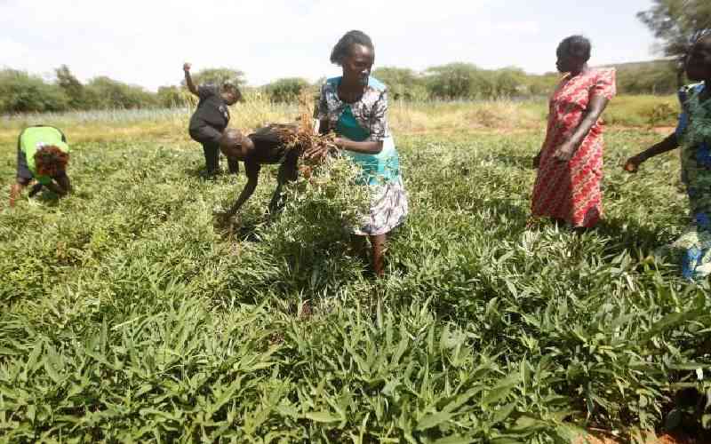 Roots of Resilience: Empowering Kenyan women farmers through land rights