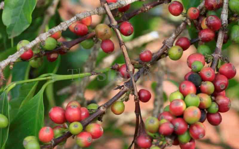 Leaders mobilise on increased production of coffee