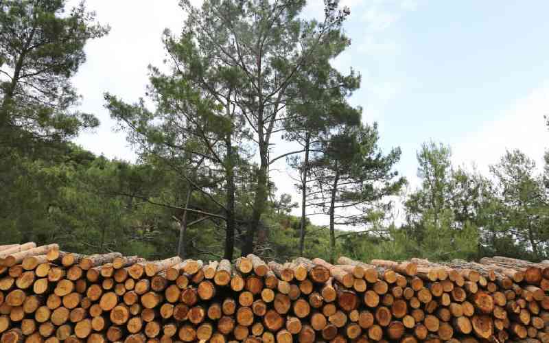 Fuel shortcut setting up pine forests for depletion