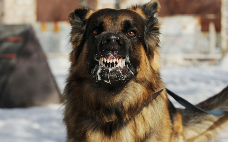 Rabies: Why every minute after a dog bite matters