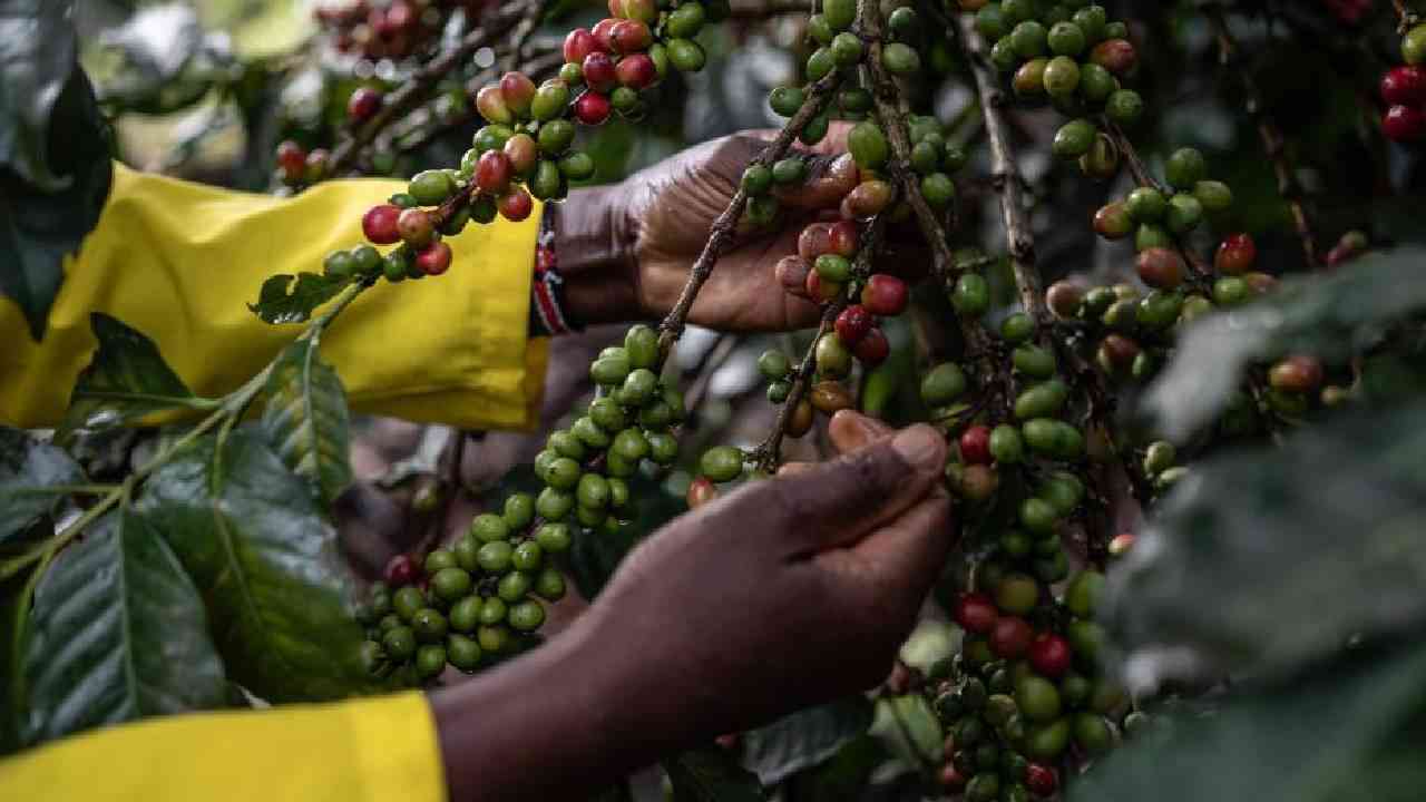 Coffee farming provides lifeline for Kenya's central region