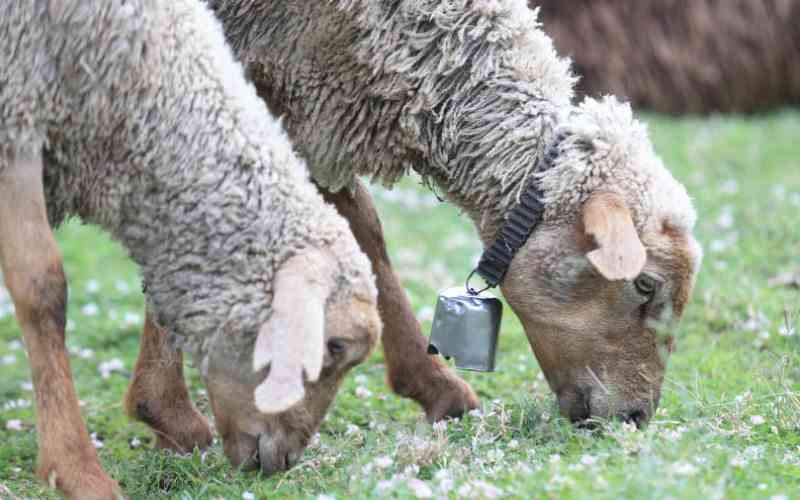 Yes sheep need a robust parasite control plan