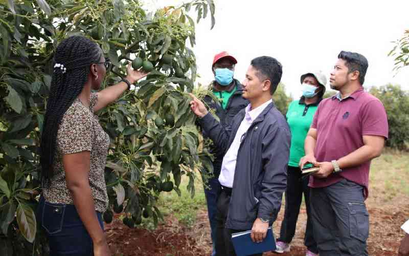 Kenya prepares for avocado exports to Malaysia market