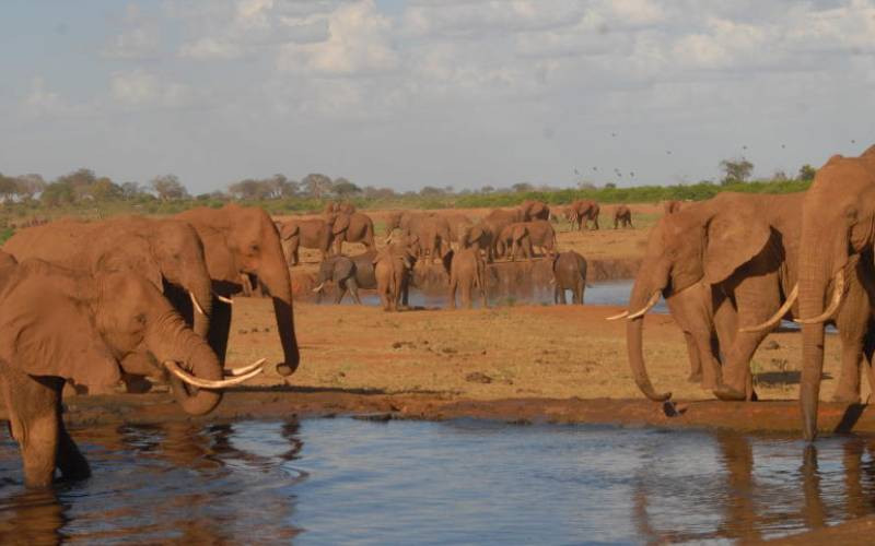 Tourism players differ over KWS plan to hire out national park sites