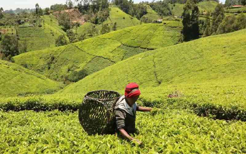 Tea factories earn Sh919 million from Mombasa auction
