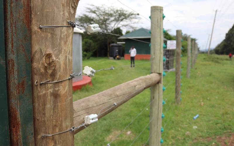 How Chepalungu Forest recovered from poll violence devastation