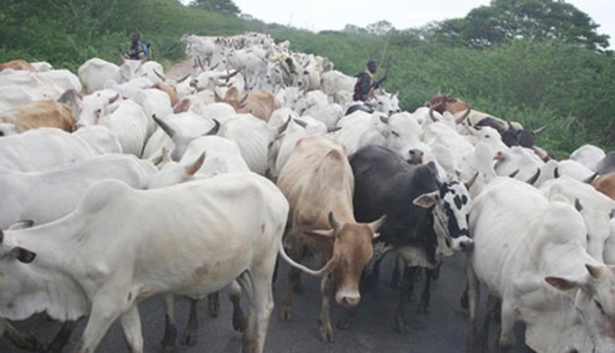 Why Cattle Rustling Is Not Just About Cattle