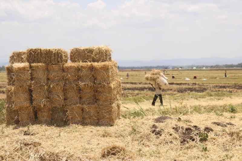 Things to look out for when buying fresh hay
