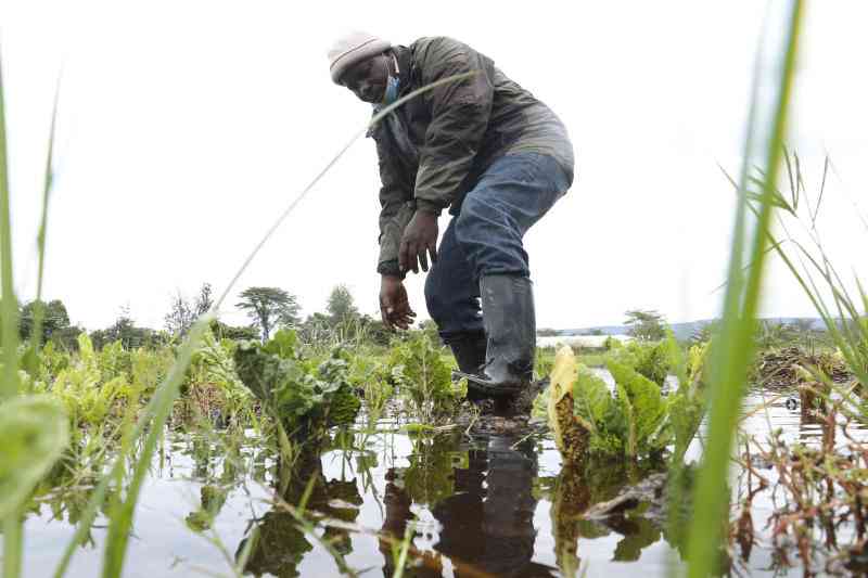 Flooding farmlands - Farmers count losses