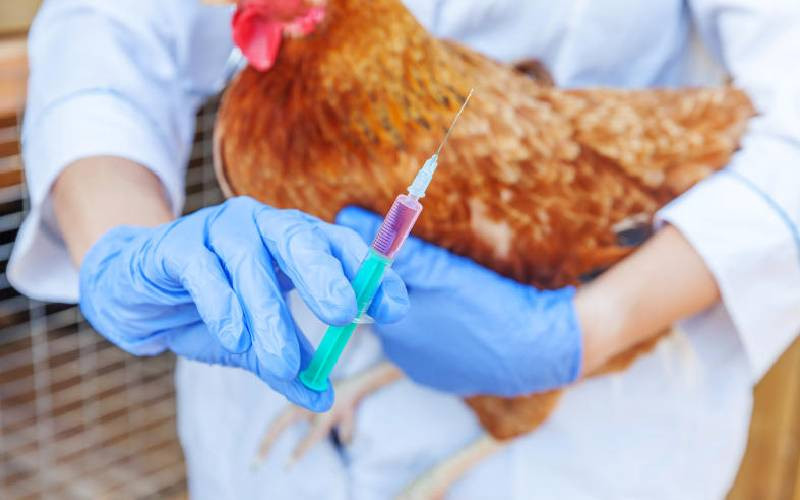 New vaccines to boost Kenya's poultry sector
