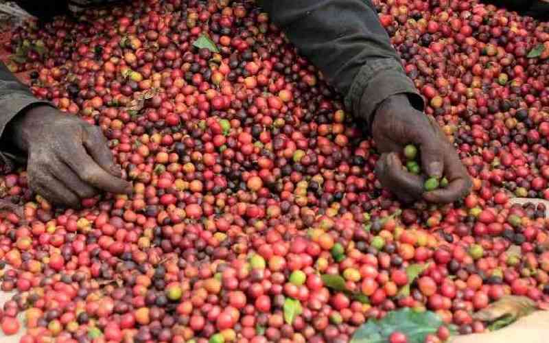 Coffee farming attracts the youth in Kiharu