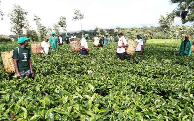 Farmers call for Tea Act review to tame cartels