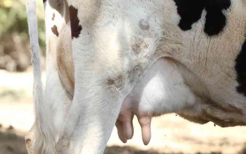 Meru dairy farmers upbeat as processor gets ISO certification