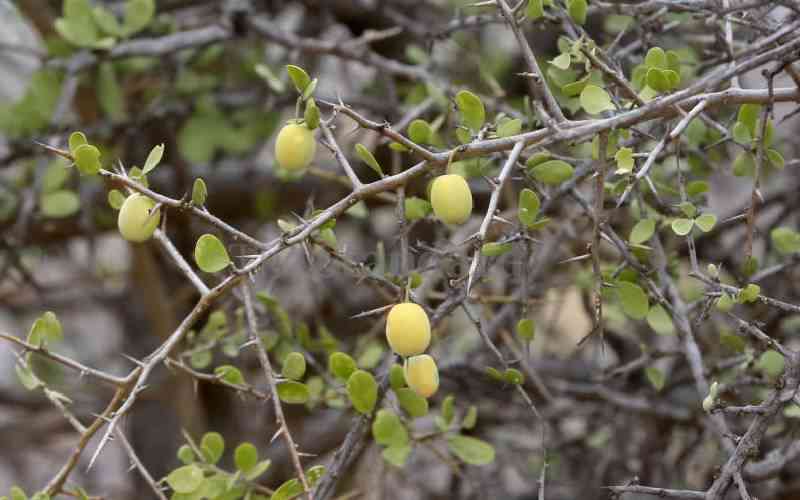 Wild fruits ingested by pupils sent to Kemri for analysis