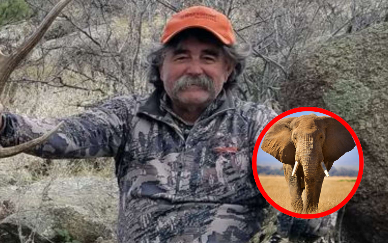 Veteran hunter killed by elephants while on hunting trip in Gabon