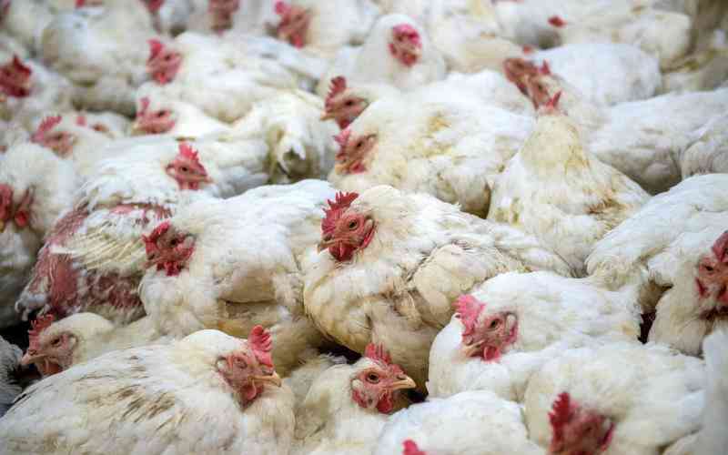Poultry respiratory disease control tips