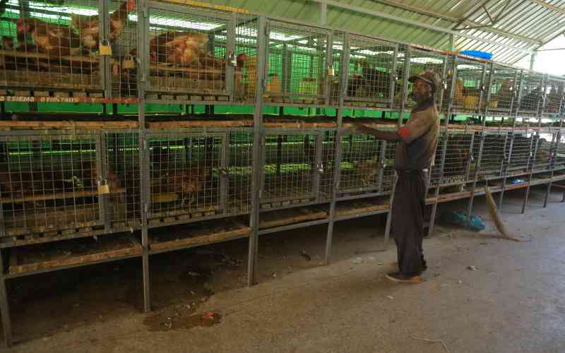 Kienyeji chickens have become long on the beak and short on muscle