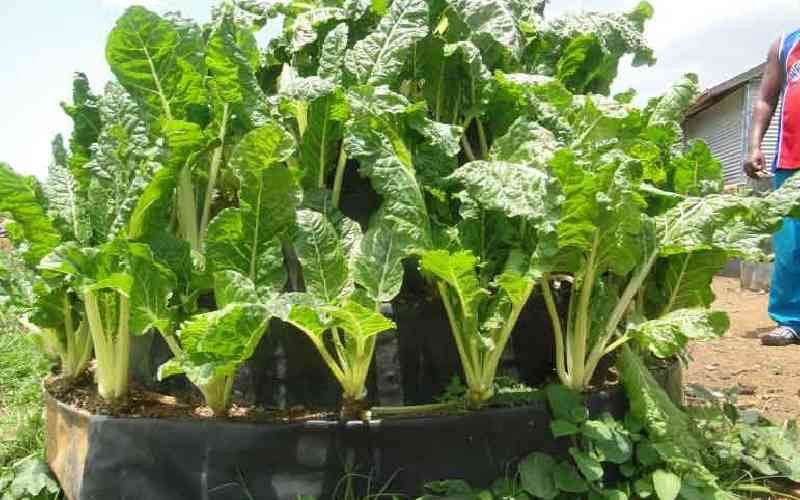 Experts warn on food safety, call for support for organic farming