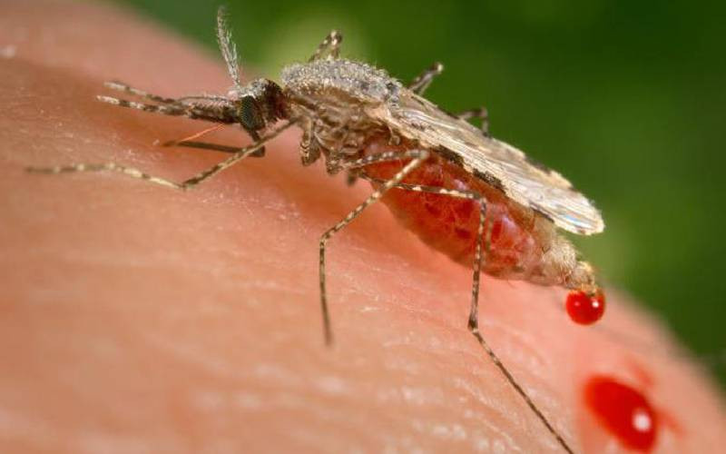 Breakthrough in fight against malaria